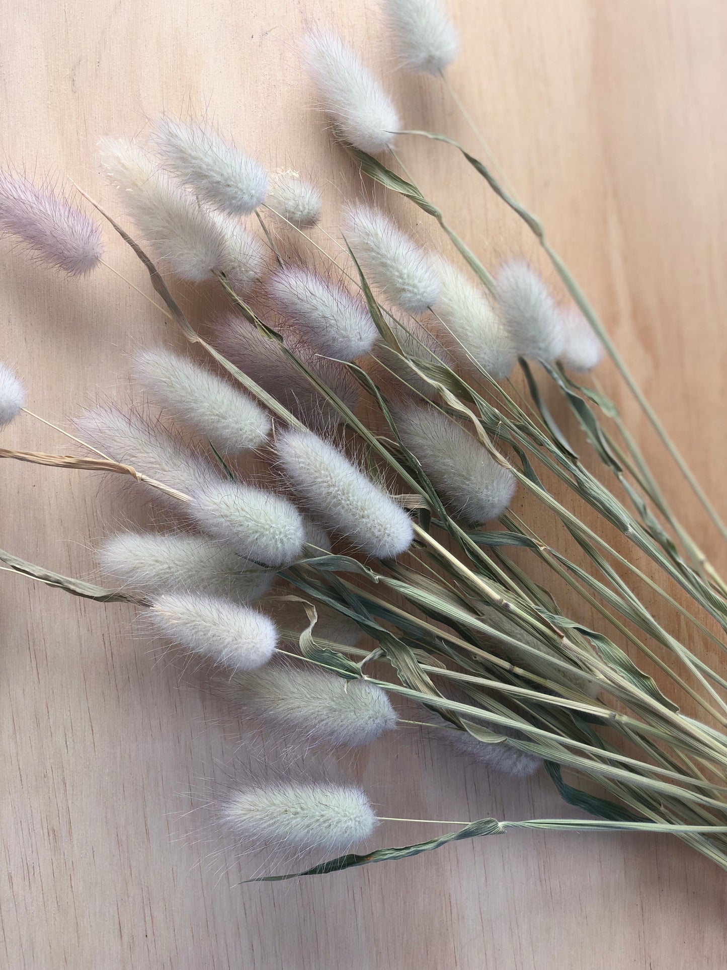 Bunny Tail Grass